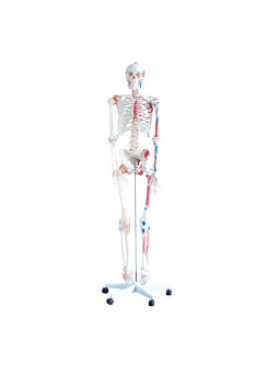 SKELETONS WITH MUSCLE AND LIGAMENTS